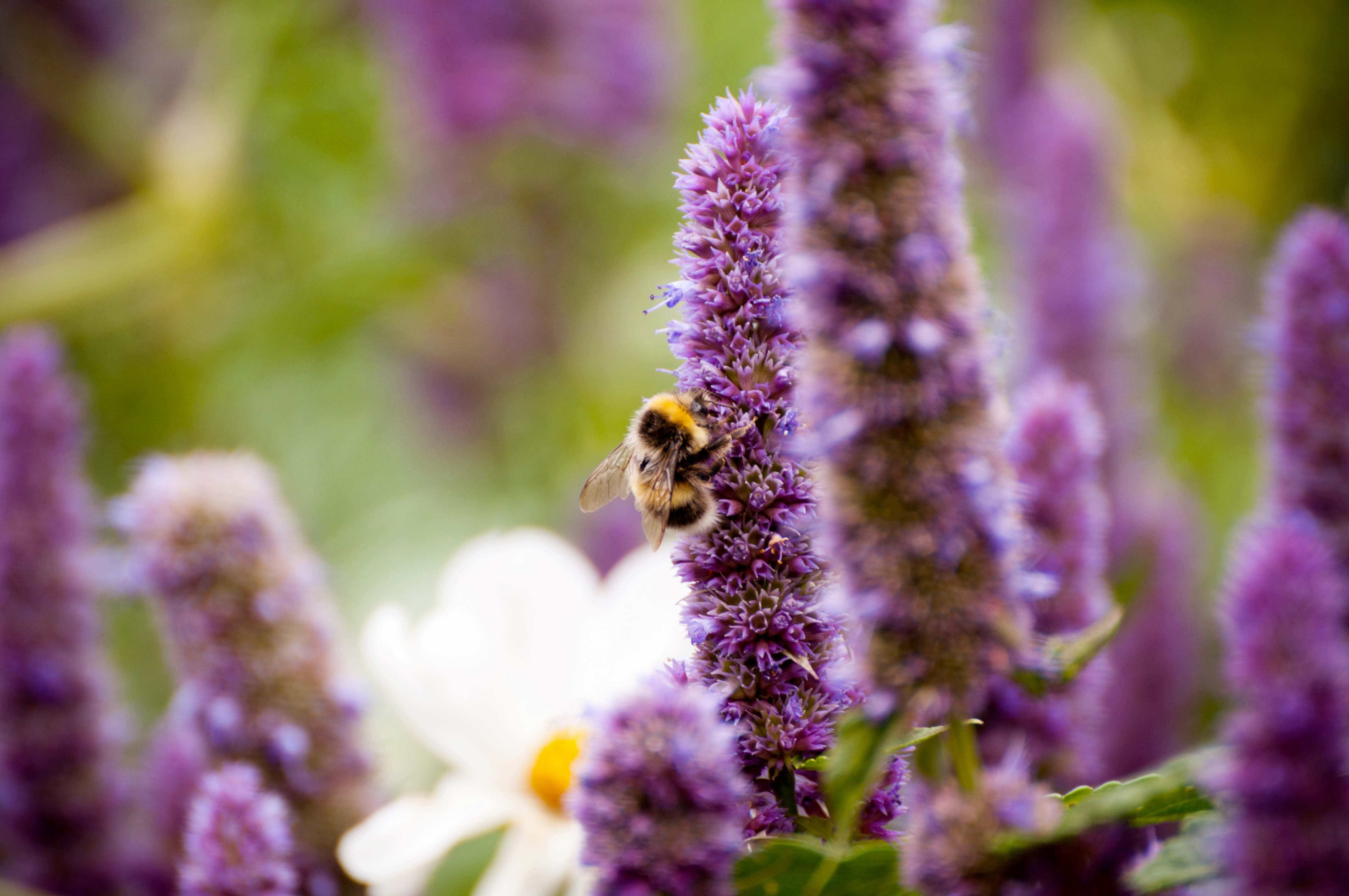 včela na agastache